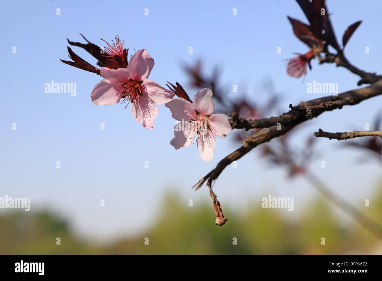 En plein air au printemps, plusieurs fleurs de prunier à feuilles roses et violettes claires éclosent contre un ciel bleu clair. Les fleurs à pétales uniques s'étalent avec des pétales clairement visibles Banque D'Images