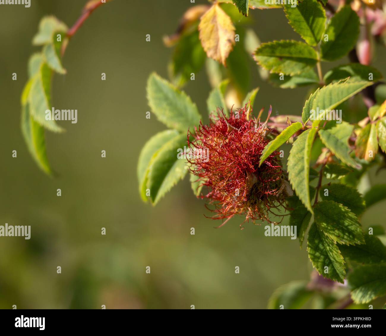 Close-up du coussin d'épingles de Robin (également connu sous le nom de galle de Bedeguar) sur une rose sauvage. La galle est causée par une guêpe gallique (Diplolepis rosae) Banque D'Images