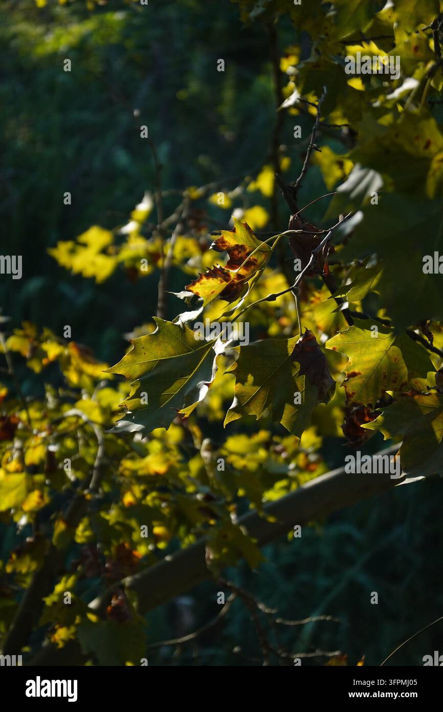 La lumière automnale filtre à travers les feuilles de platane, créant des reflets contrastés et des ombres profondes. Une étude sur la transition saisonnière, la résilience de la nature Banque D'Images