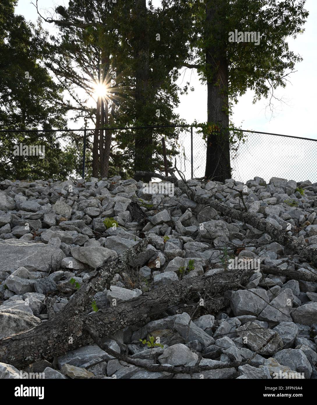 Talus de retenue en riprap avec des roches grises rugueuses, des branches d'arbres recouvertes de lichen tombées et des branches d'orme vertes sous une clôture en grillage recouverte de vignes Banque D'Images