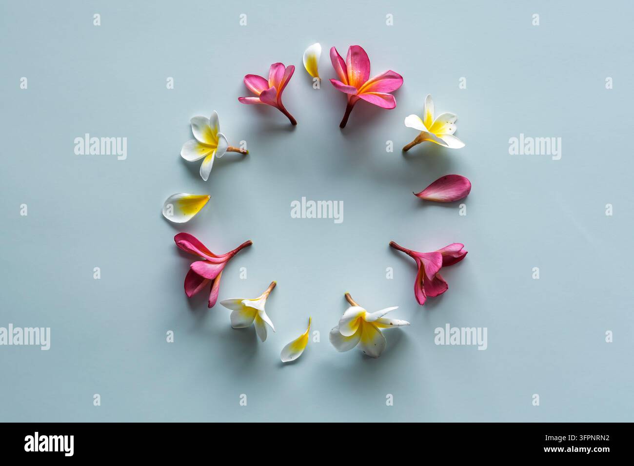 Fleurs de frangipani roses et blanches disposées en motif circulaire sur un fond bleu clair. Composition florale esthétique avec des ombres douces. Banque D'Images