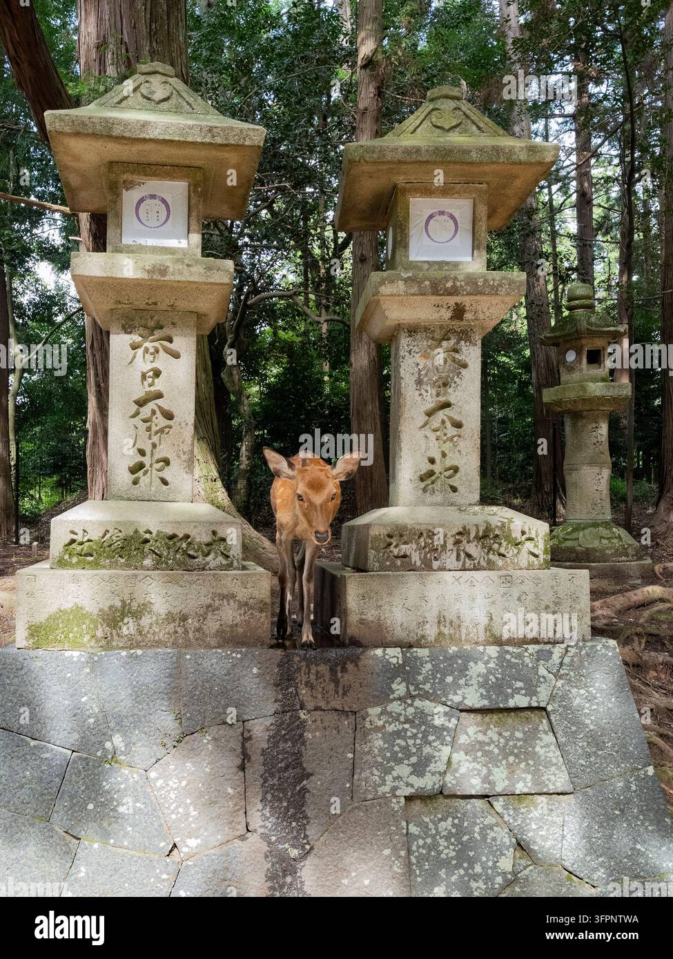 Cérf debout à côté de structures traditionnelles de lanternes en pierre dans une zone boisée près de Nara, Japon Banque D'Images