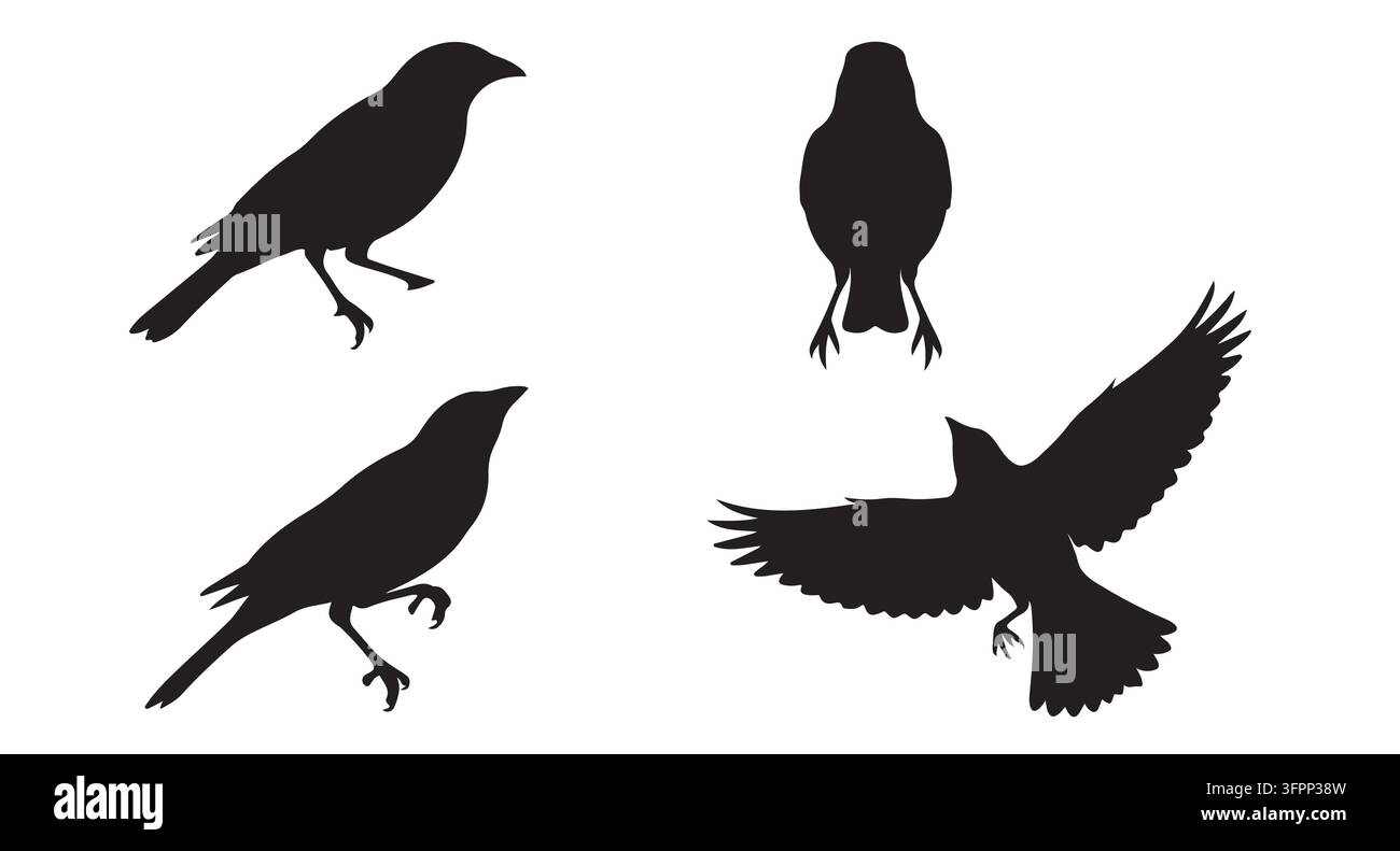 Ensemble de graphismes vectoriels de silhouettes d'oiseaux corbeaux dans diverses poses avec silhouette Illustration de Vecteur