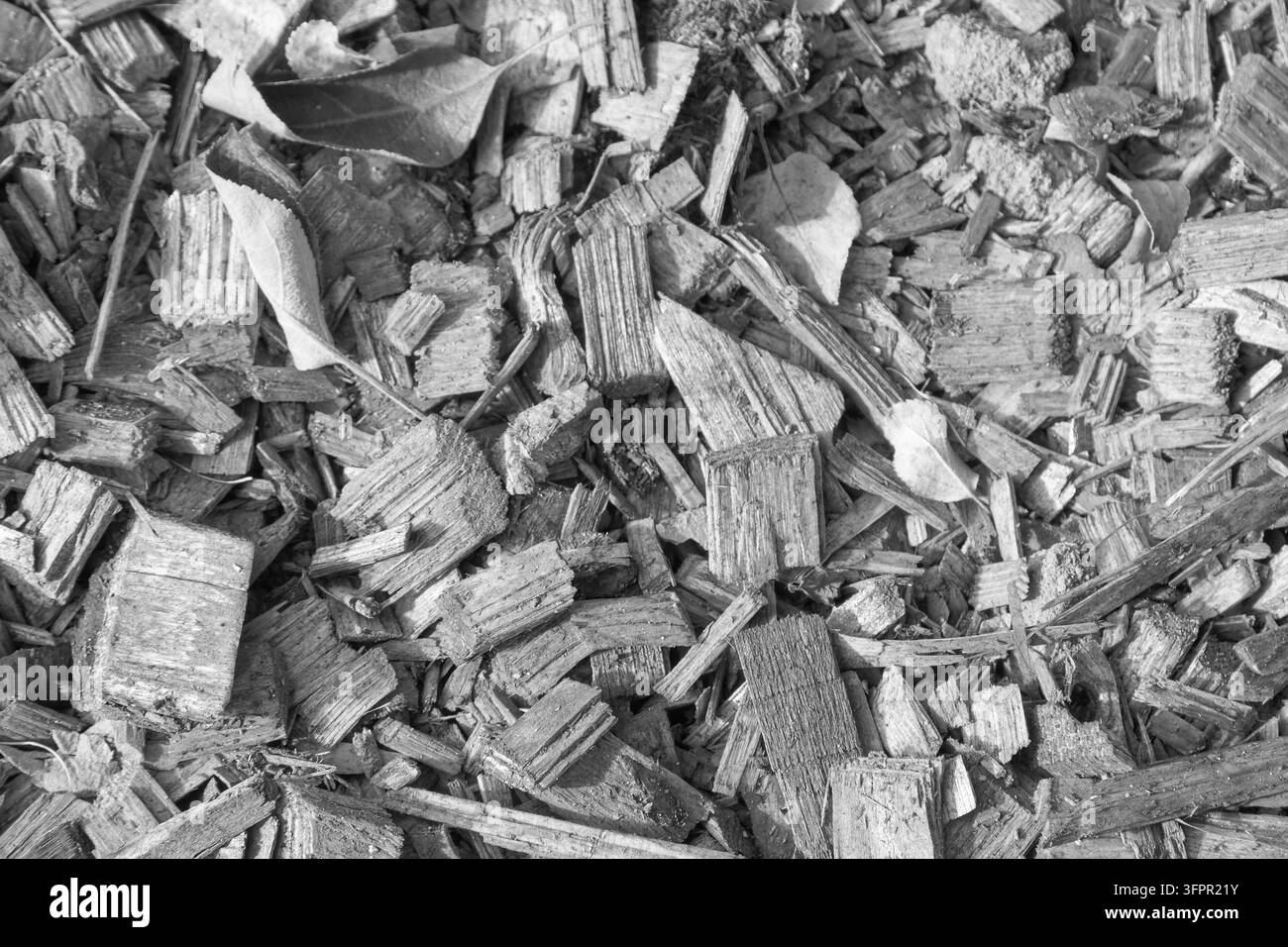 Des copeaux de bois variés, des fragments d'écorce et de petits débris naturels se superposent sur une surface monochrome rugueuse, créant une texture de vue supérieure irrégulière pour l'arrière-plan Banque D'Images