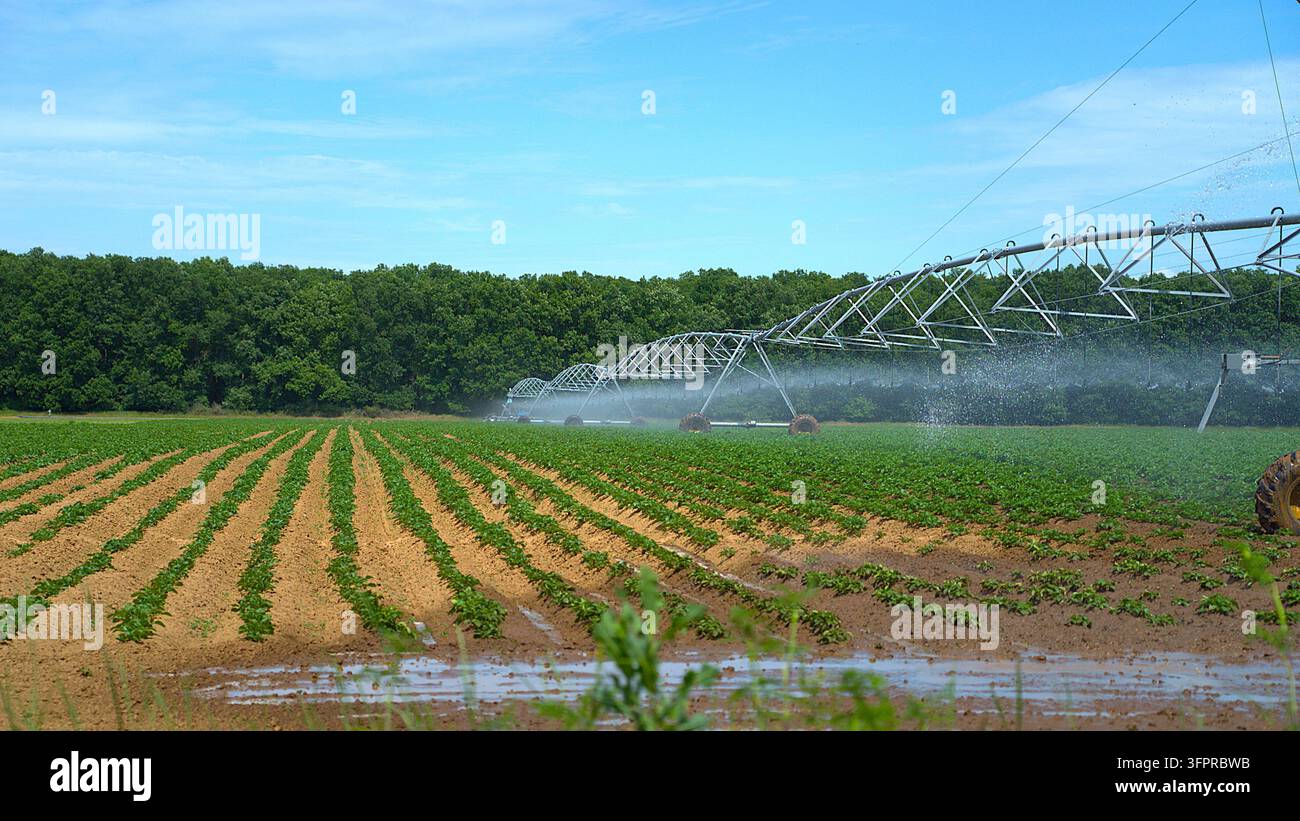 Vue grand angle d'un système d'irrigation à pivot central pulvérisant de l'eau sur les rangées d'un champ agricole avec une forêt luxuriante en arrière-plan sous un ciel ensoleillé Banque D'Images