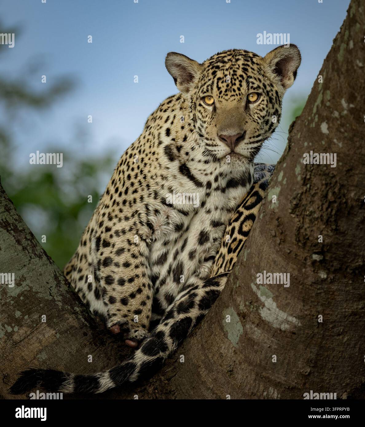 Un frère jaguar est assis sur son frère alors qu'ils essaient tous les deux de s'adapter à l'arbre Banque D'Images