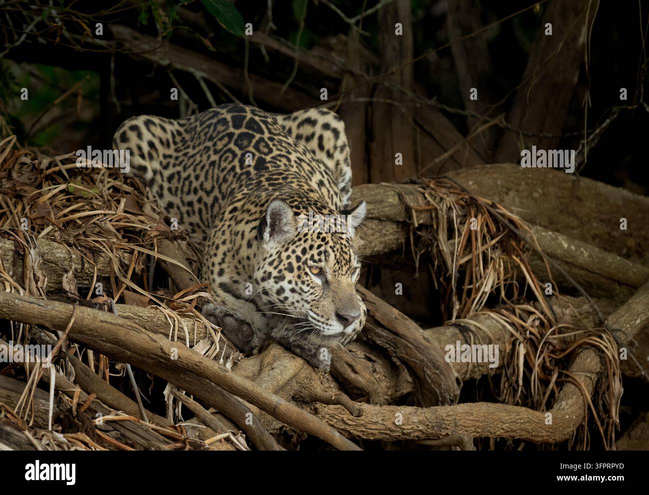 Jaguar chassant un caïman dans l'eau depuis le sommet de quelques racines d'arbre Banque D'Images