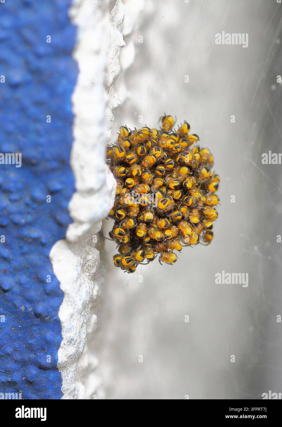 Araignée croix, araignée des jardins européenne, araignée croix (Araneus diadematus), Nid, un grand nombre de jeunes araignées vivent entassées en grappe Banque D'Images