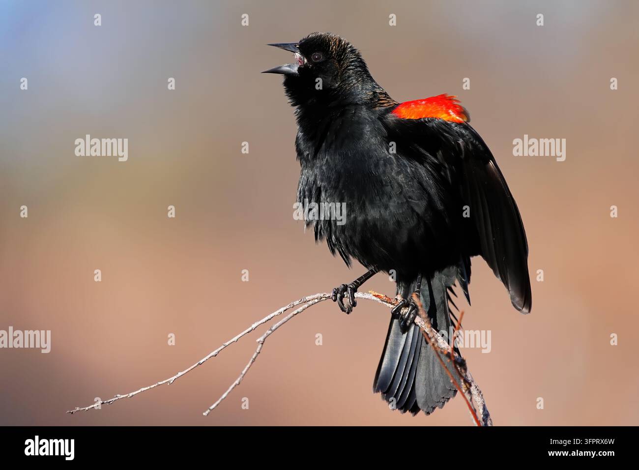 Martinets à ventre rouge mâle (Agelaius phoeniceus) chantant Banque D'Images