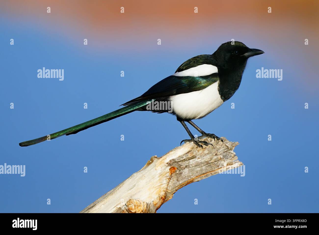 Pie à bec noir (Pica hudsonia) sur une branche Banque D'Images