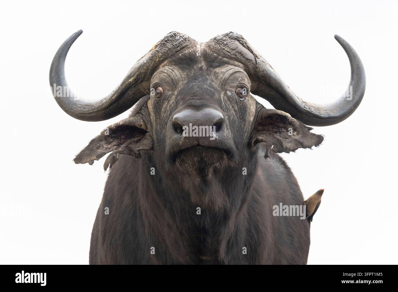 Buffle du Cap (Syncerus caffer), réserve de chasse de Zimanga, KwaZulu-Natal, Afrique du Sud Banque D'Images