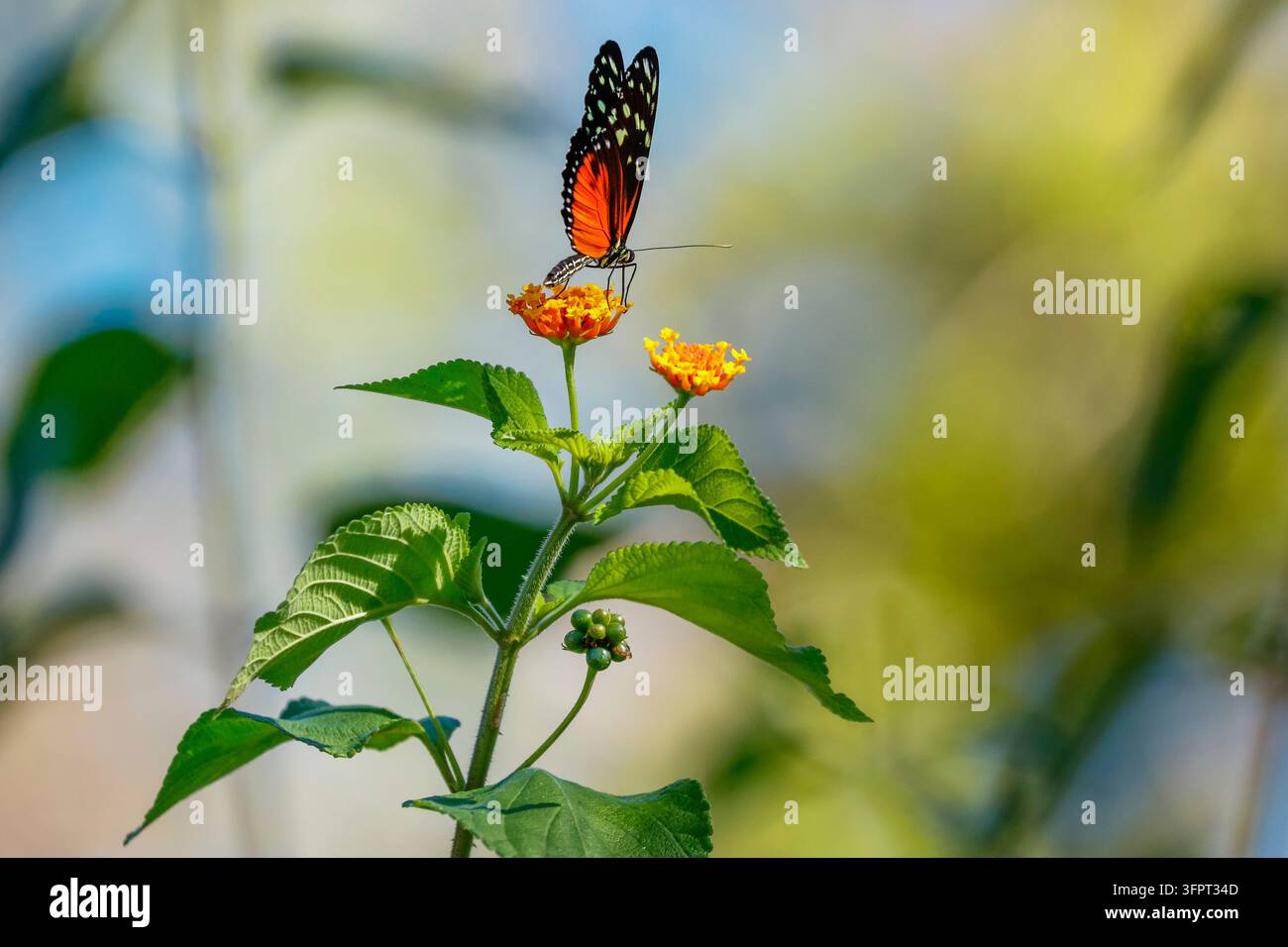 Papillon Héliconius (Heliconius hecale) sur un arbuste drapeau espagnol (Lantana camera), Esperanza, Nosara, péninsule de Nicoya, Costa Rica Banque D'Images