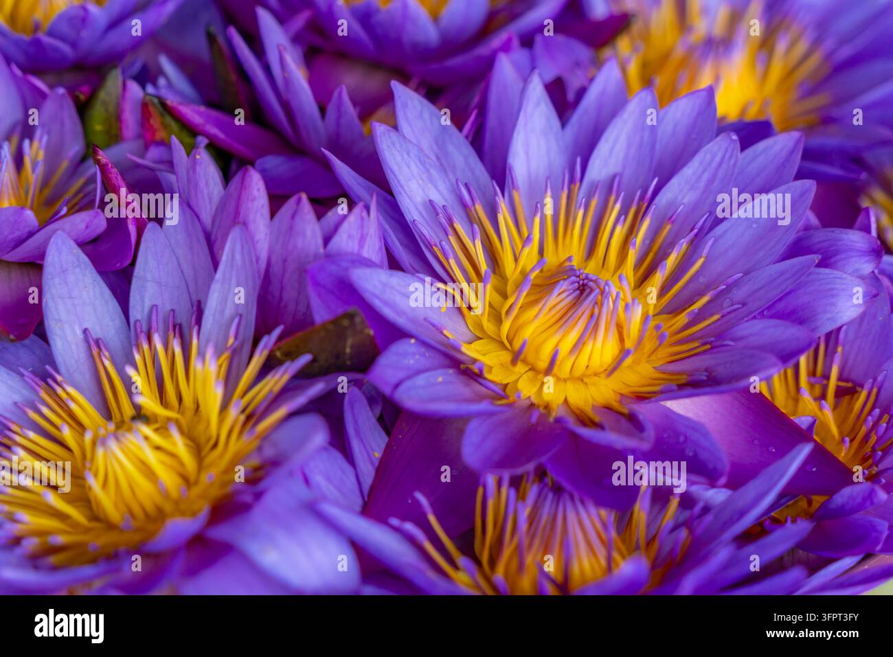 Vue de Nil Manel, la fleur nationale du Sri Lanka, Anuradhapura, Sri Lanka, Asie Banque D'Images