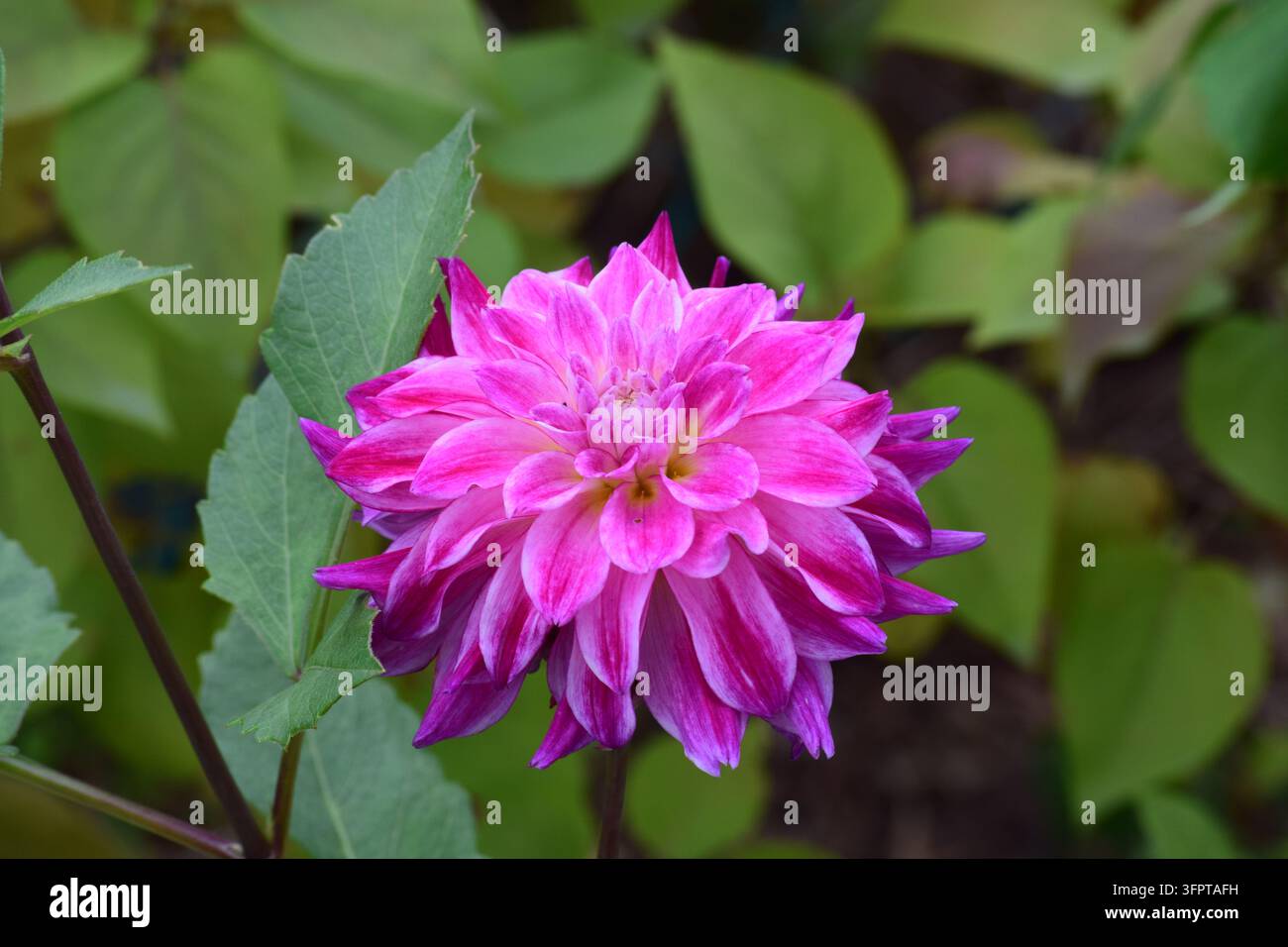 Fleur de dahlia de jardin (Dahlia pinnata) en pleine floraison isolée contre des feuilles vert vif, mettant en valeur des pétales superposés de couleur fuchsia. Banque D'Images