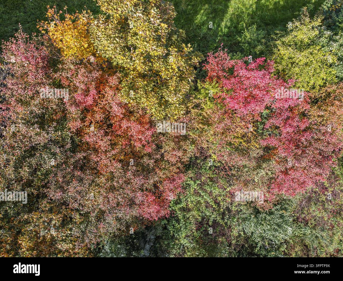 Les feuilles d'automne colorées vues d'en haut créent un motif naturel vibrant à travers les cimes des arbres. Des teintes riches de rouge, d'orange, de jaune et de vert se combinent pour créer une composition saisonnière atmosphérique remplie de texture et de profondeur. La perspective aérienne révèle th Banque D'Images