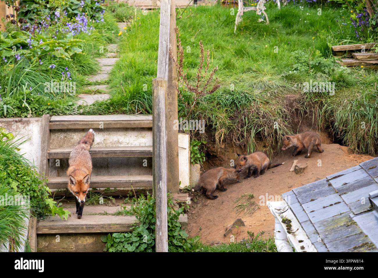 Renarde avec ses petits dans un terrier, dans un aménagement paysager inachevé, dans un jardin urbain, Royaume-Uni Banque D'Images