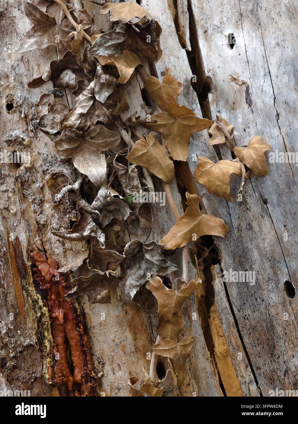 Vue rapprochée de feuilles de lierre séchées s'accrochant fermement à une écorce d'arbre rugueuse et usée ainsi qu'à du bois fissuré, révélant des bruns terreux et une texture cassante Banque D'Images
