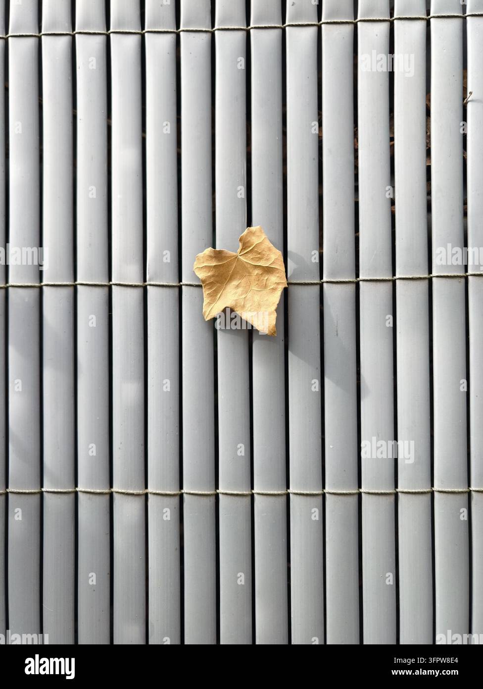 Feuille sèche reposant sur un store en bambou blanc, montrant des lamelles verticales nettes et une ombre forte. Des tons terreux atténués contrastent le motif rigide avec l'organique doux Banque D'Images