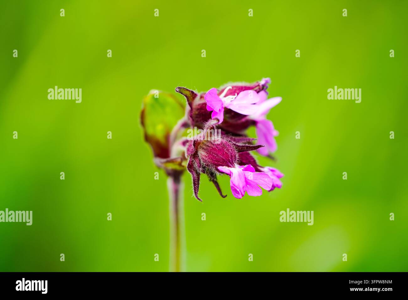 Fleur rose du silène rouge. Gros plan de la plante en fleurs. Silene dioica. Banque D'Images