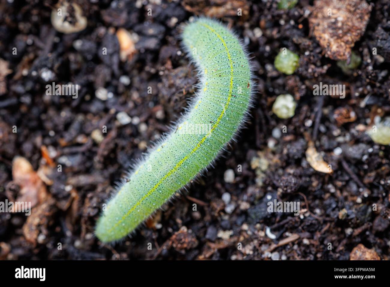 Chenille de Pieris verte rampant sur le sol dans un jardin polonais Banque D'Images