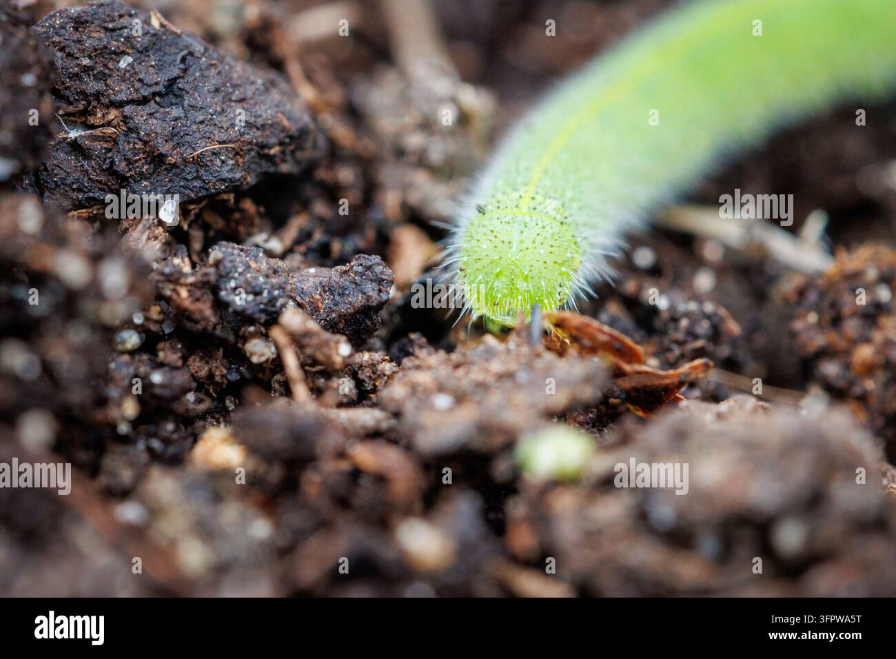 Chenille de Pieris verte rampant sur le sol dans un jardin polonais Banque D'Images