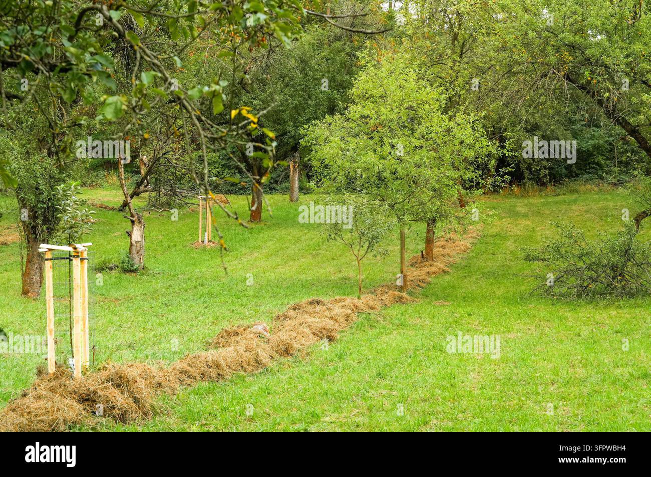 Pelouse dans le jardin d'un verger de pommiers par une journée ensoleillée. Jardin d'automne Banque D'Images
