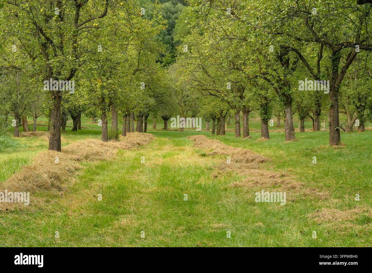 Arbres dans un jardin à la campagne au printemps. Verger en automne. Automne. Banque D'Images