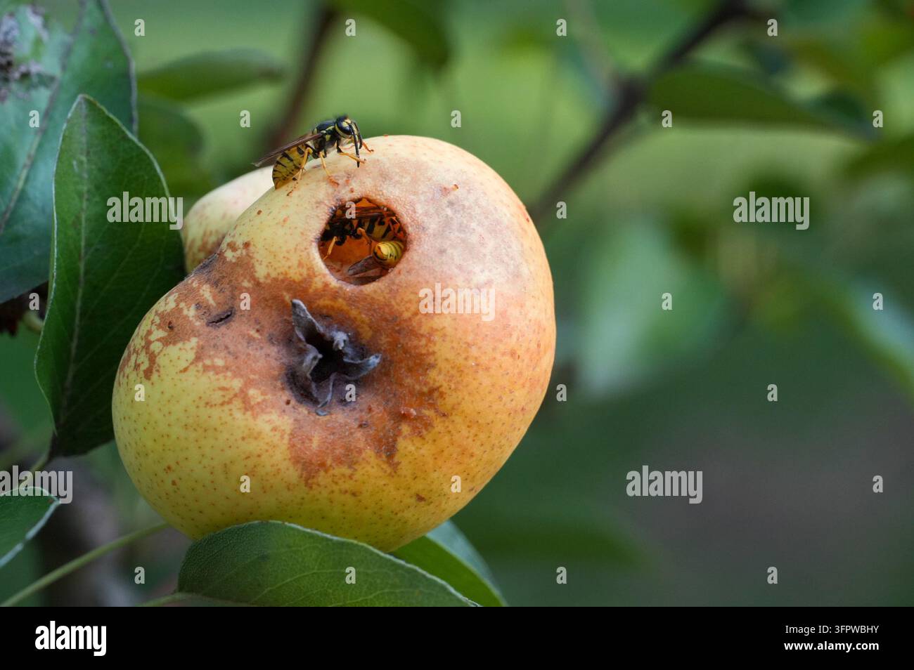 Guêpe sur une pomme dans le jardin. Le concept d'insecticide. Guêpes Banque D'Images
