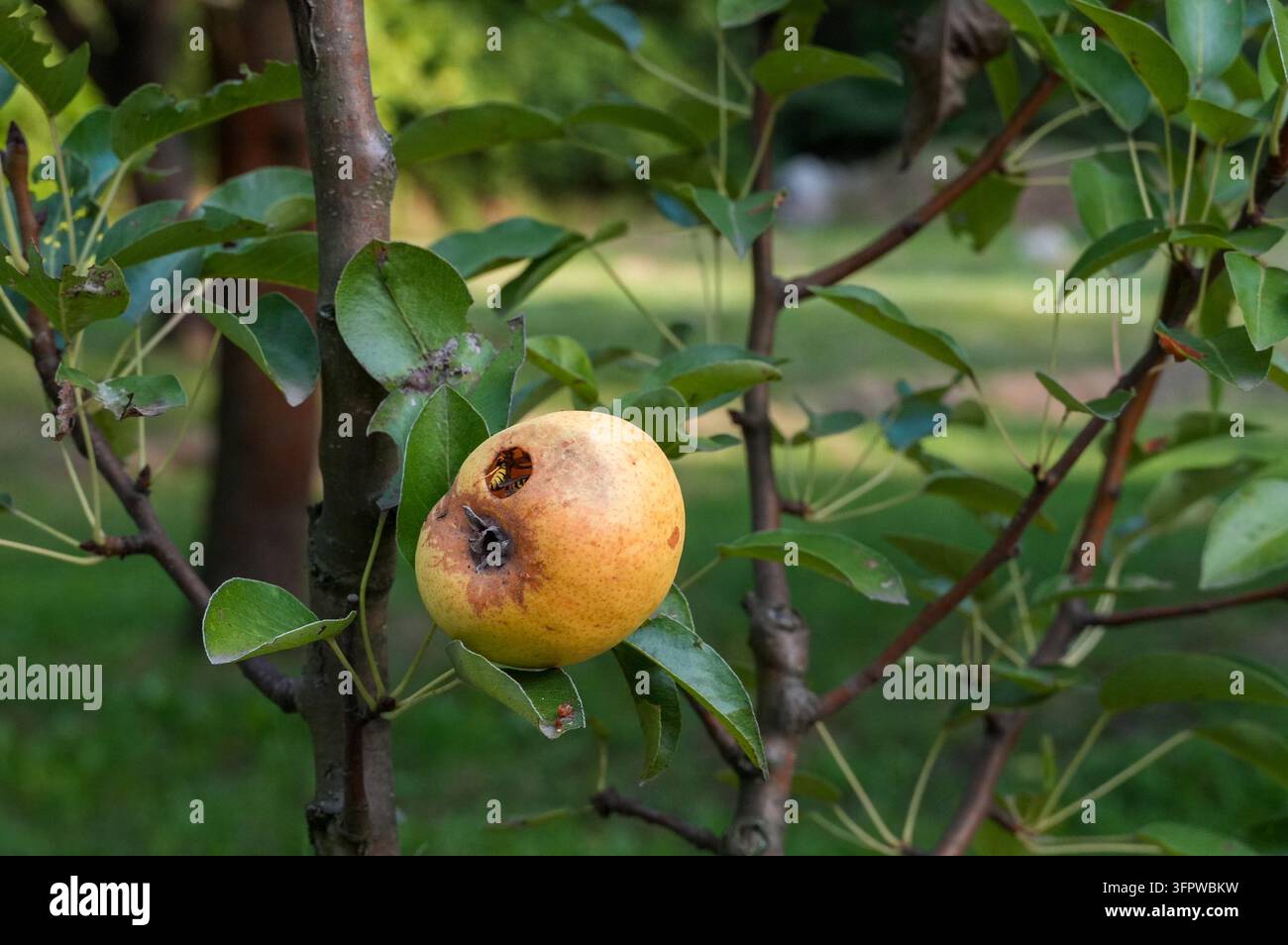 Poire sur l'arbre dans le jardin, gros plan de la photo Banque D'Images