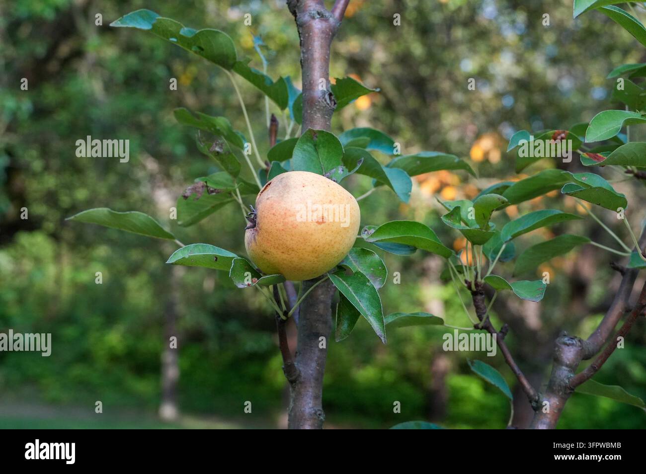 Poire mûre sur une branche dans le jardin. Jardin d'automne. Poires mûres Banque D'Images