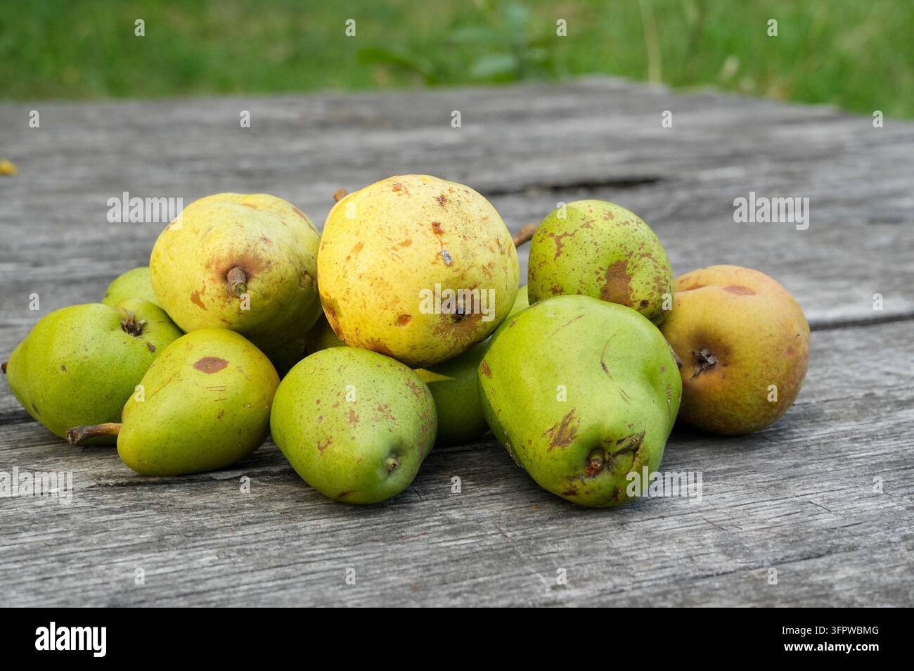 Poires mûres sur une vieille table en bois dans le jardin. Banque D'Images
