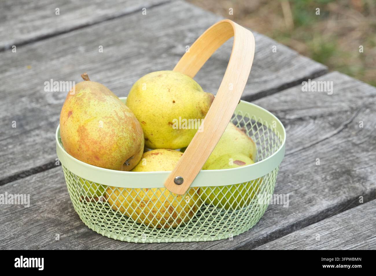 Poires fraîches dans un panier sur une table en bois dans le jardin Banque D'Images