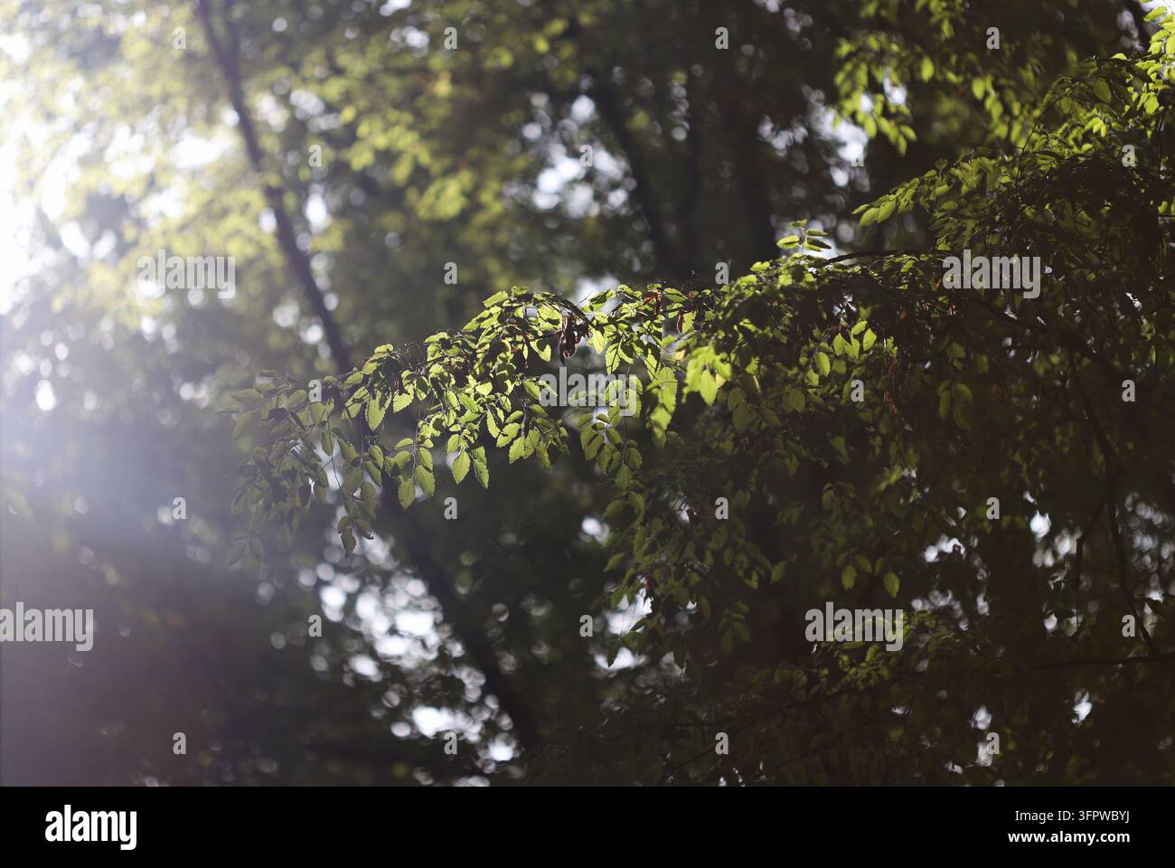 Feuilles vert dans la forêt Banque D'Images
