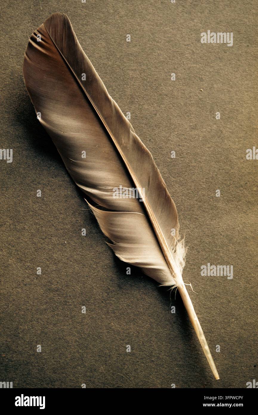 Plume d'oiseau brune unique avec une tige pâle posée en diagonale sur un fond sombre mat, montrant des barbes délicates et une texture naturelle fine Banque D'Images