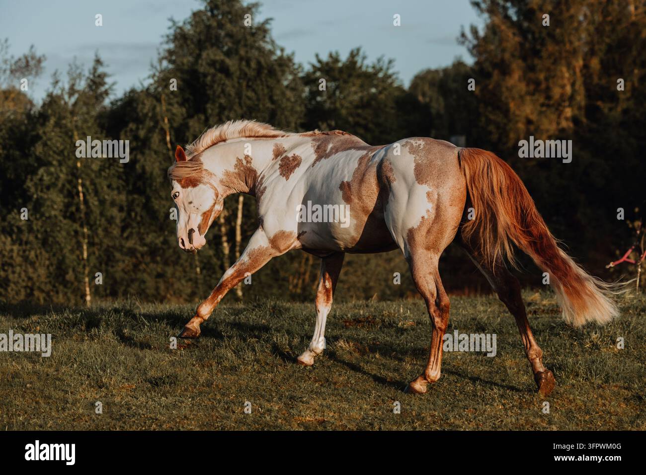 Magnifique Paint horse trottant dans un champ au coucher du soleil Banque D'Images