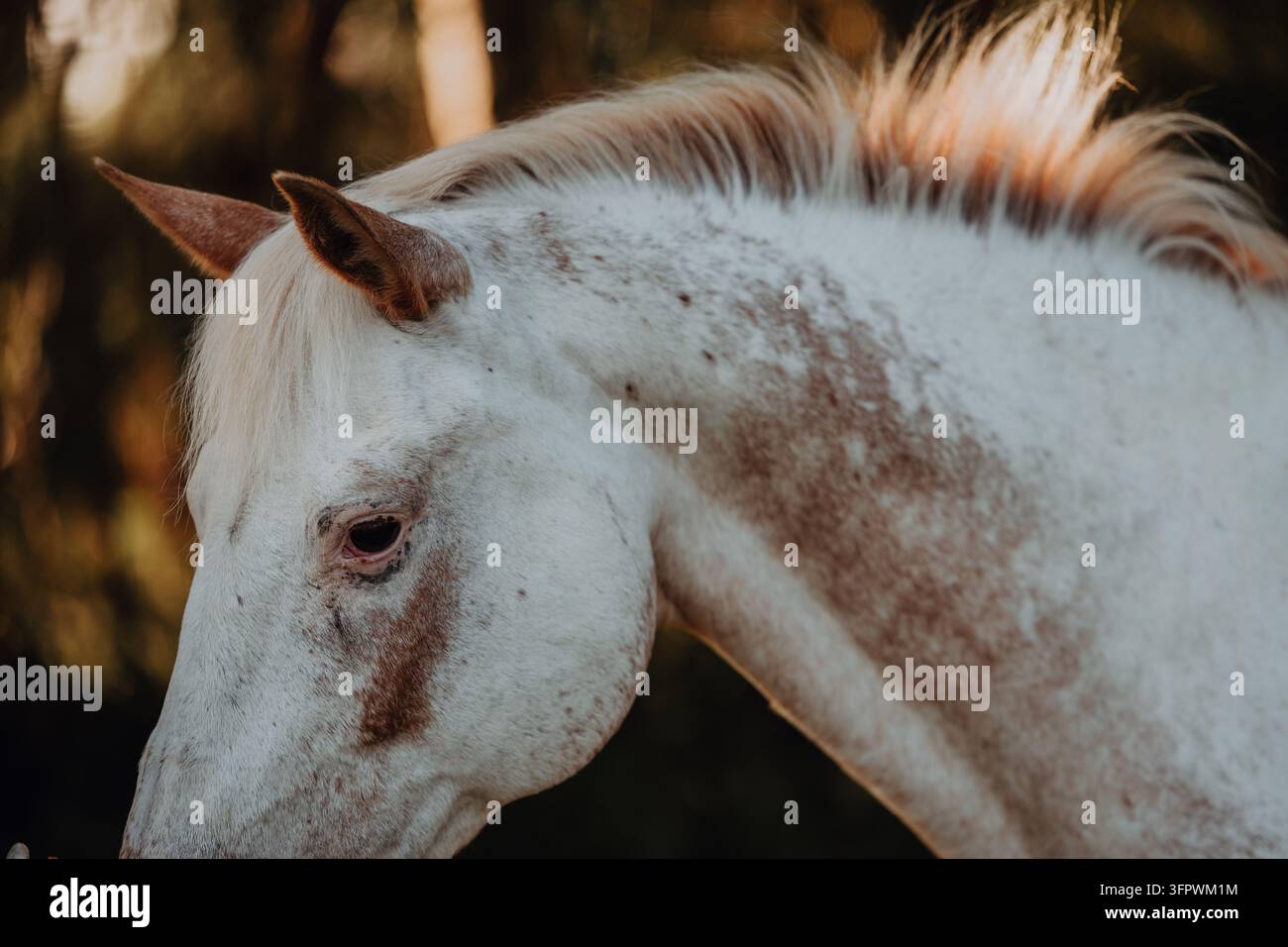 Gros plan du profil d'un cheval blanc tacheté Banque D'Images