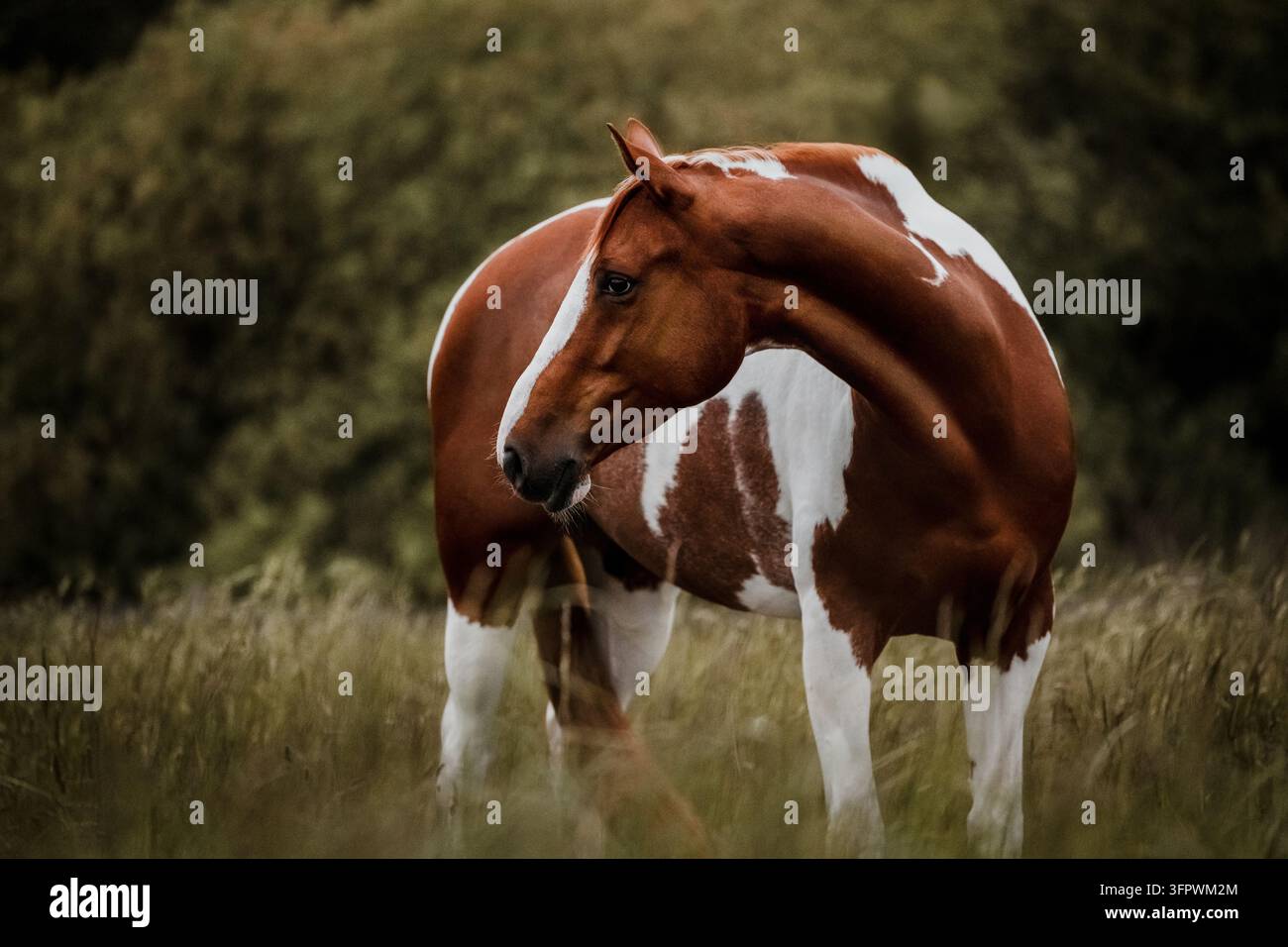 Un magnifique Paint Horse regarde en arrière dans un champ Banque D'Images