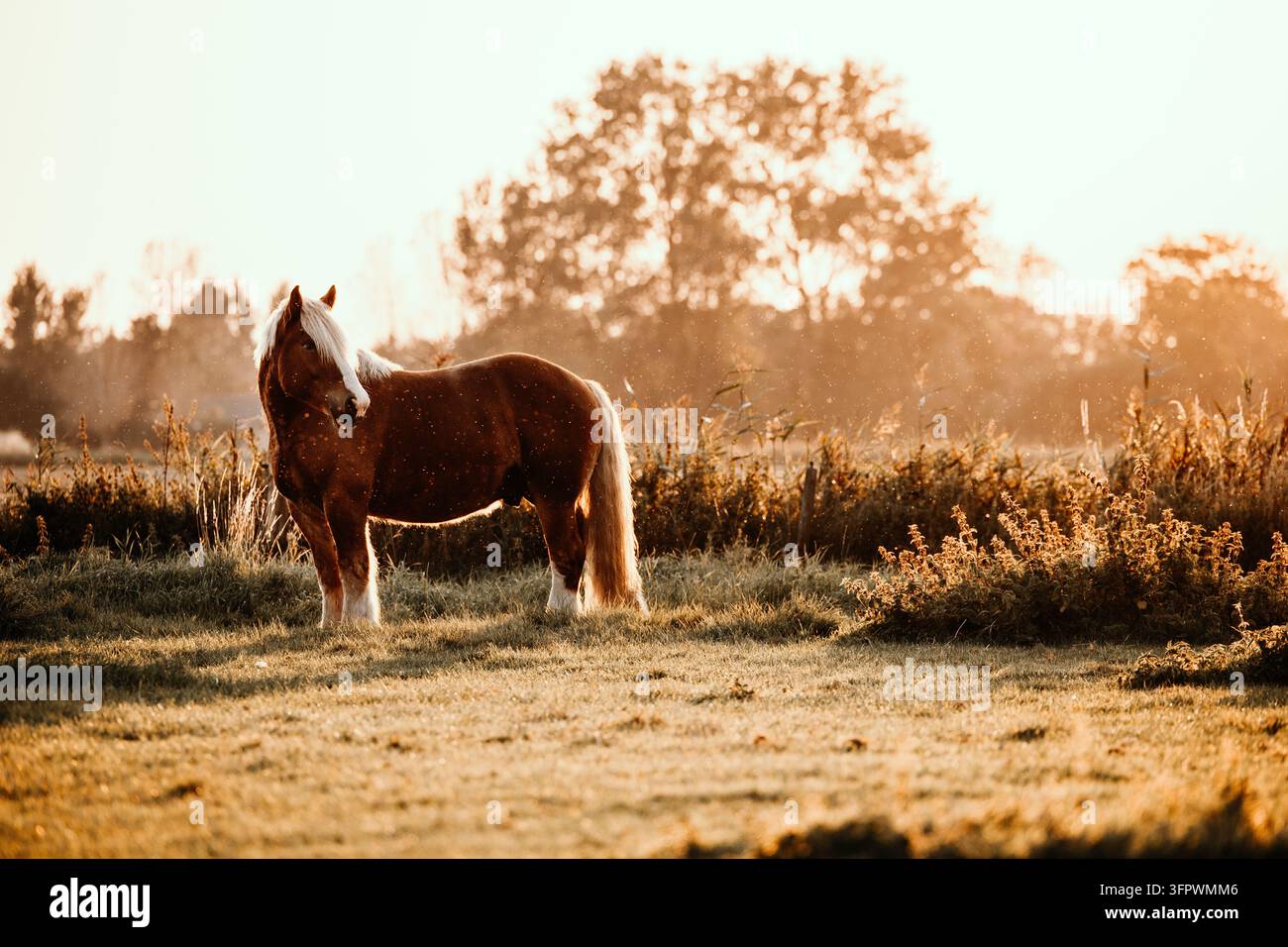 Un beau cheval brun se tient dans un champ ensoleillé Banque D'Images