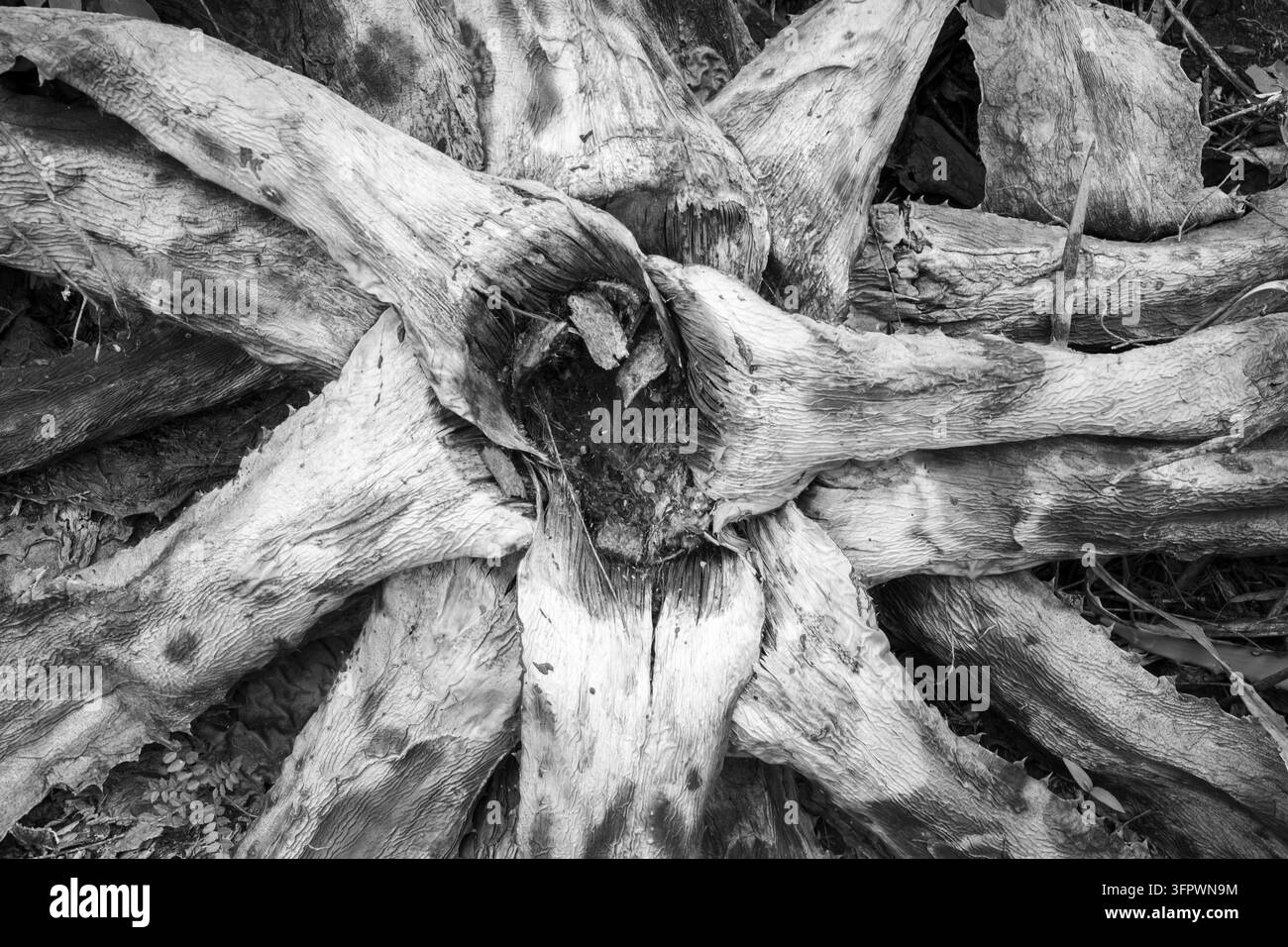 Plante d'agave morte avec des feuilles décadentes texturées Banque D'Images