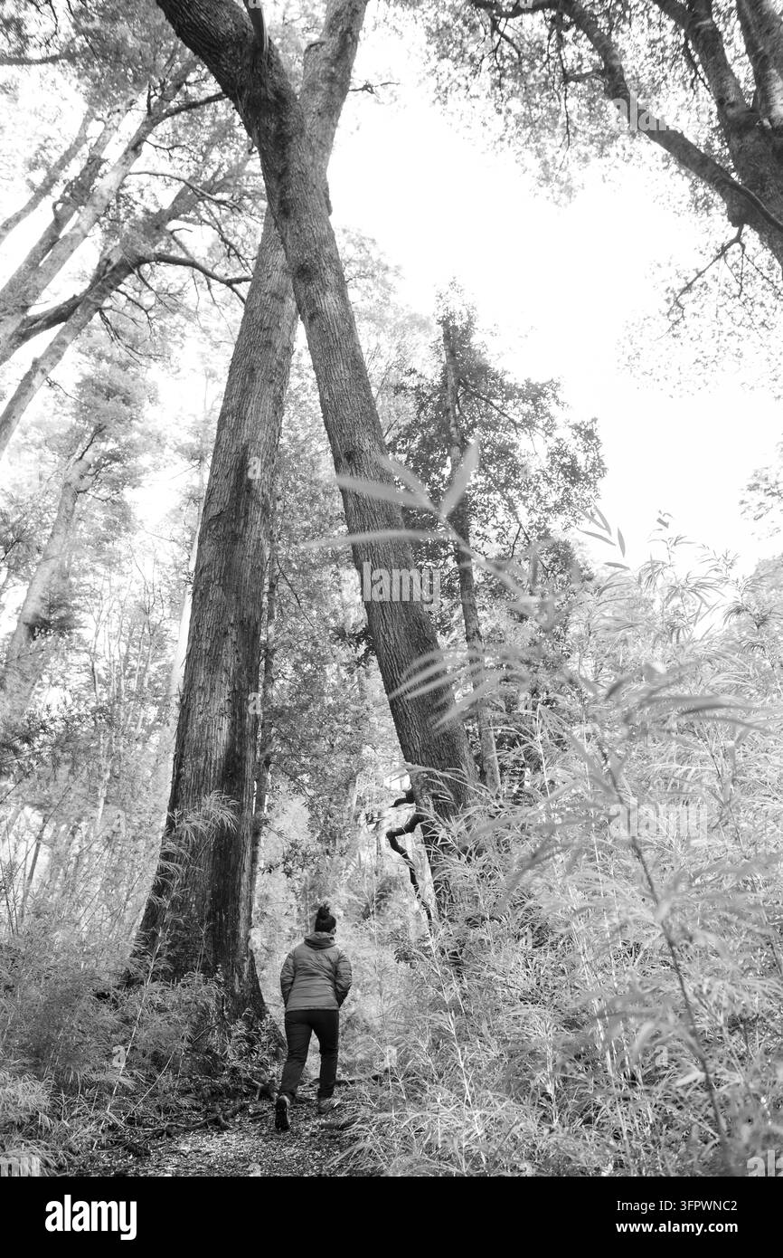 Femme explorant un sentier sous d'énormes arbres Coihue croisés Banque D'Images