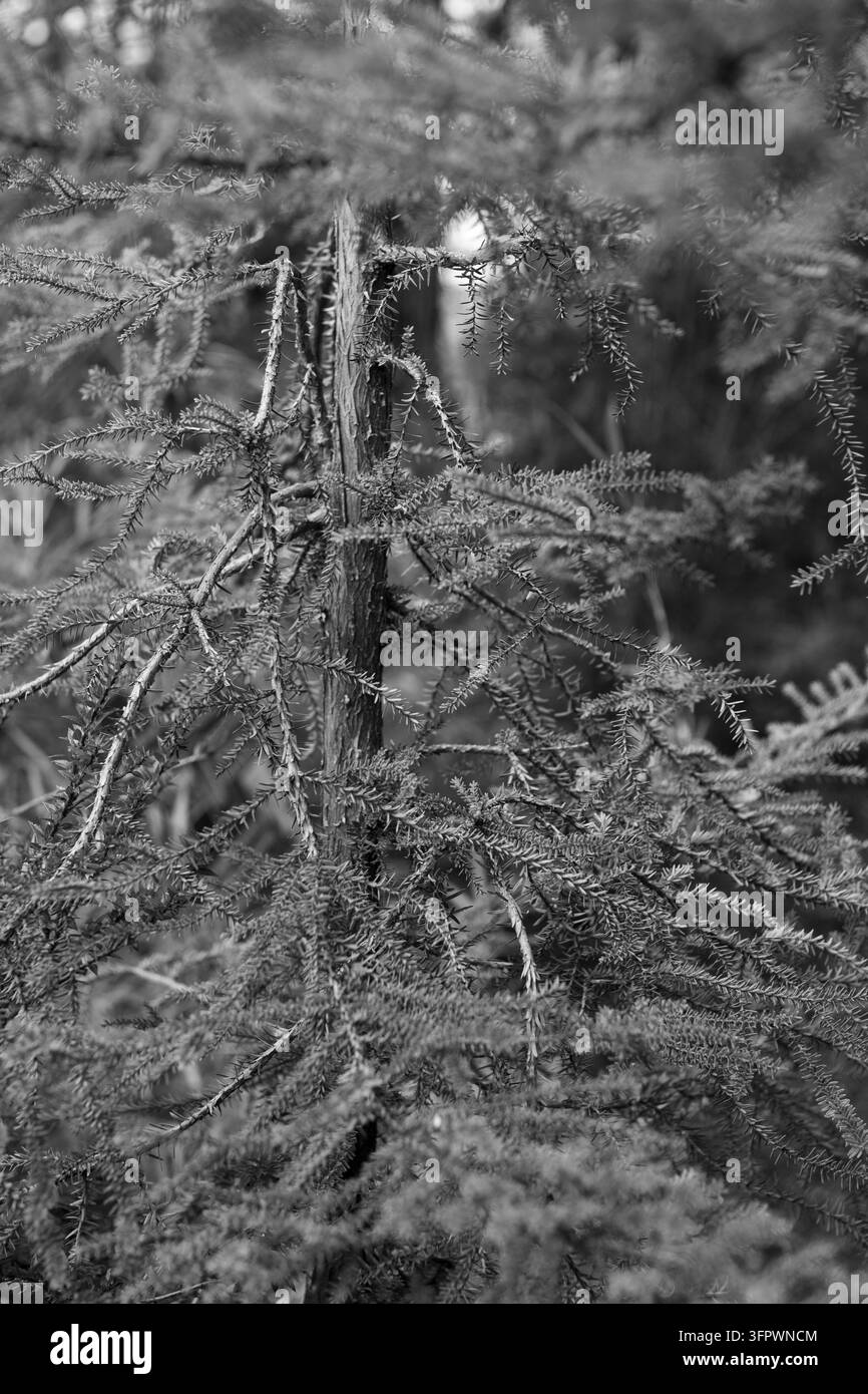 Détail en noir et blanc des branches texturées d'un arbre Alerce Banque D'Images