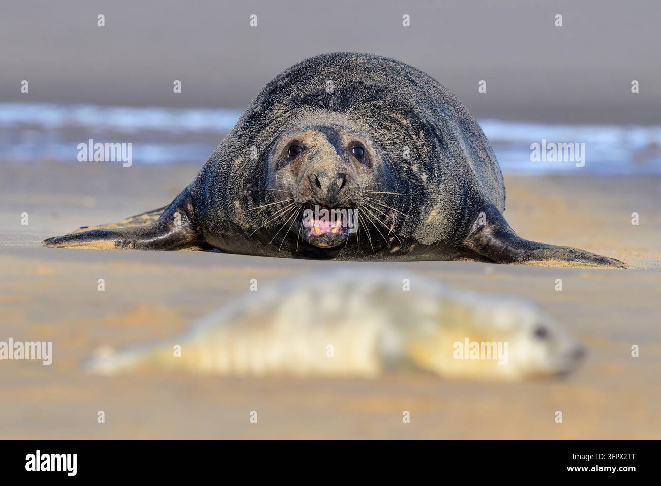 Sei gris de l'Atlantique, Halichoerus grypus, mâle adulte, phoque taureau en période de reproduction Banque D'Images