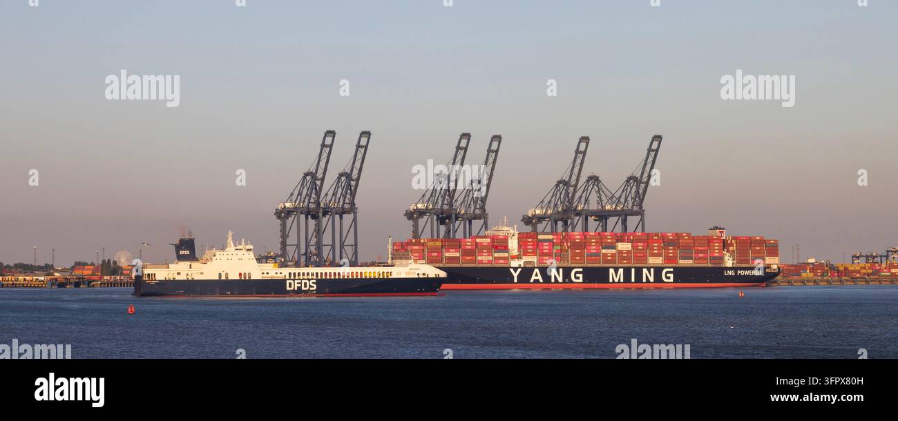 Harwich, Angleterre, 25 août 2026 : Vue du port de Harwich montrant un navire porte-conteneurs Yang Ming et une ferry DFDS naviguant près de grues imposantes au coucher du soleil, hig Banque D'Images