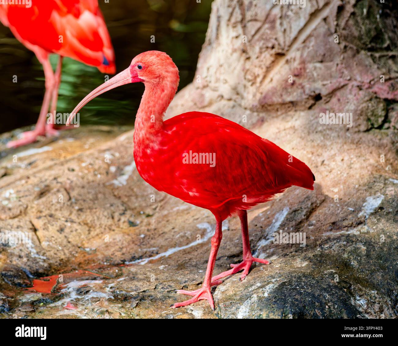Ibis écarlate, parfois appelé ibis rouge (Eudocimus ruber) Banque D'Images