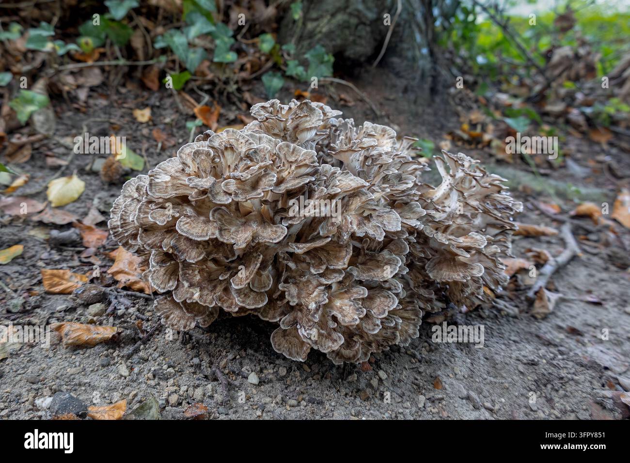 Le champignon comestible Grifola frondosa affiche ses chapeaux nervurés complexes alors qu'il émerge du sol près de la base d'un arbre dans un cadre forestier néerlandais Banque D'Images