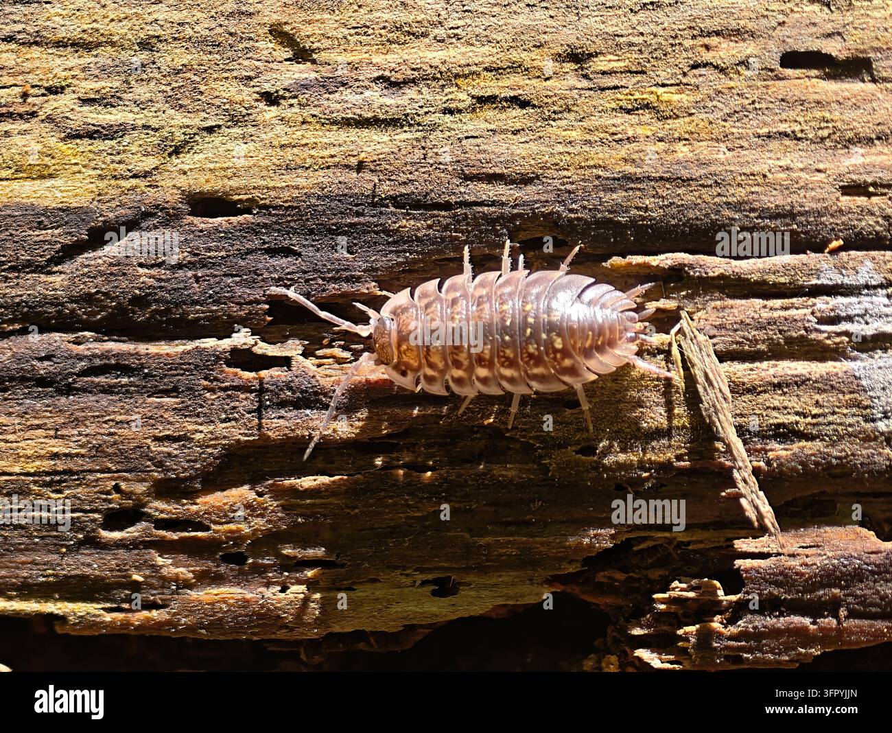 Une photographie macro détaillée capture un cloporte, également connu sous le nom de boulette ou de roulant, se déplaçant sur une surface en bois usée et pourrie. Th Banque D'Images