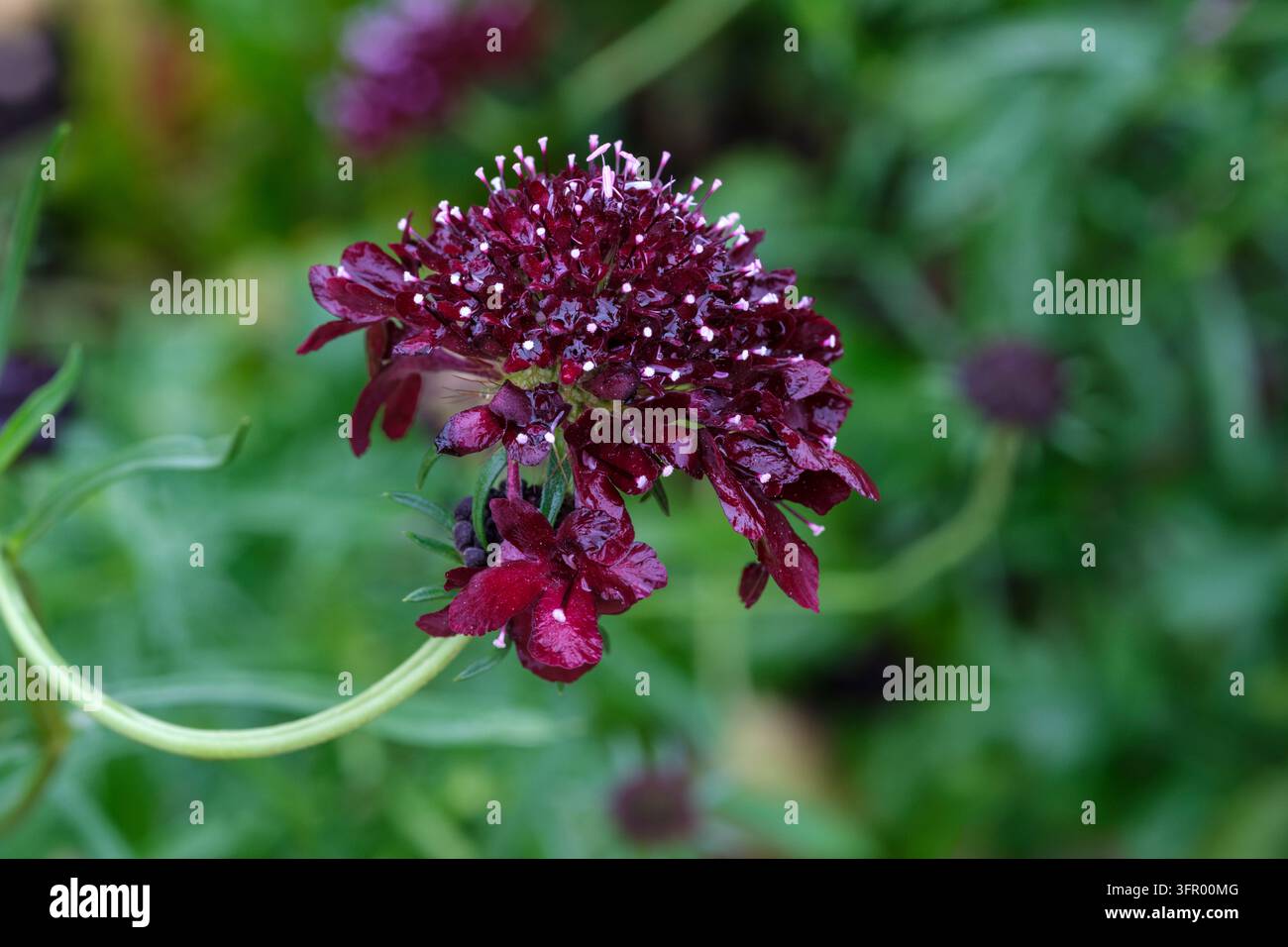 Scabiosa atropurpurea Black Knight, scabieuse noire, fleurs en forme d’épingle à cheveux doubles et pleines d’un marron foncé profond, presque noires, étamines blanches contrastées Banque D'Images