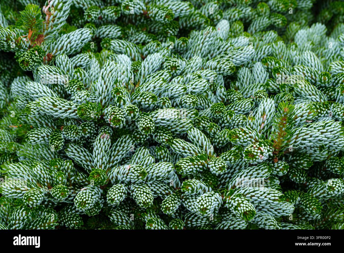 Abies koreana Ice Breaker, sapin coréen Kohout's Ice Breaker, conifère naine, aiguilles bouclées à revers argenté Banque D'Images