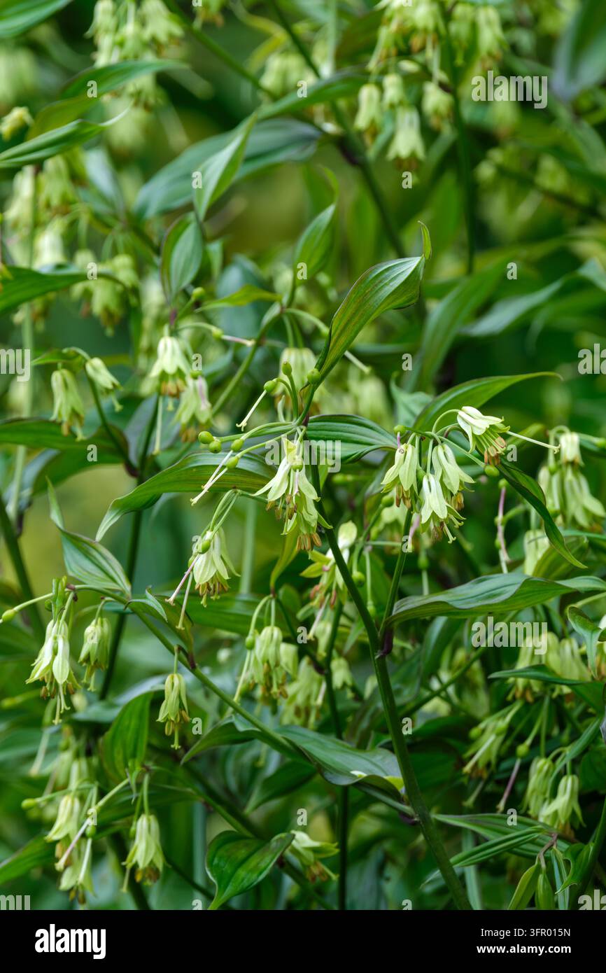 Disporum longistylum, disporum à style long, feuilles en forme de lance, petites grappes de fleurs blanches tubulaires, style et étamines saillants Banque D'Images