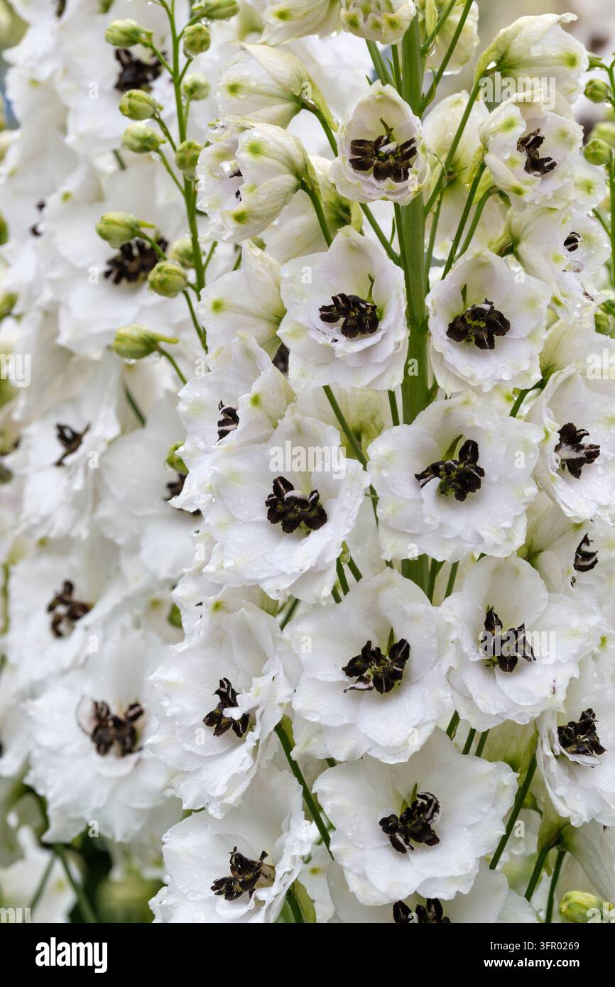 Delphinium elatum Black Eyed Angels, larkspur Black-eyed Angels, blanc pur, fleurs semi-doubles à franges, forme centrale en « abeille » sombre ou noire Banque D'Images